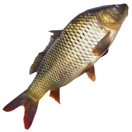 CARPIO WHOLE FISH