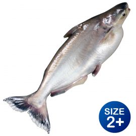 PANGASIUS 2+