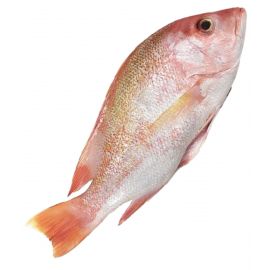 RED SNAPPER